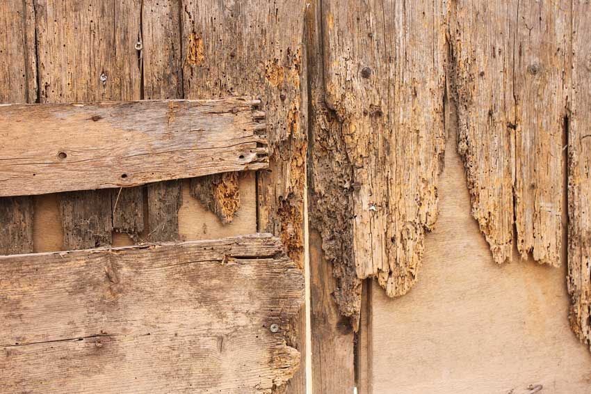Zerfressenes Holz